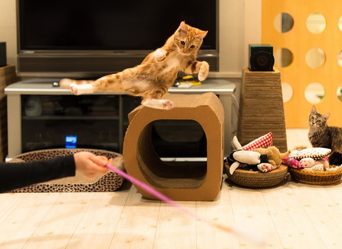 #PetSmartStory: Easy Ways to Keep Your Cat Healthy