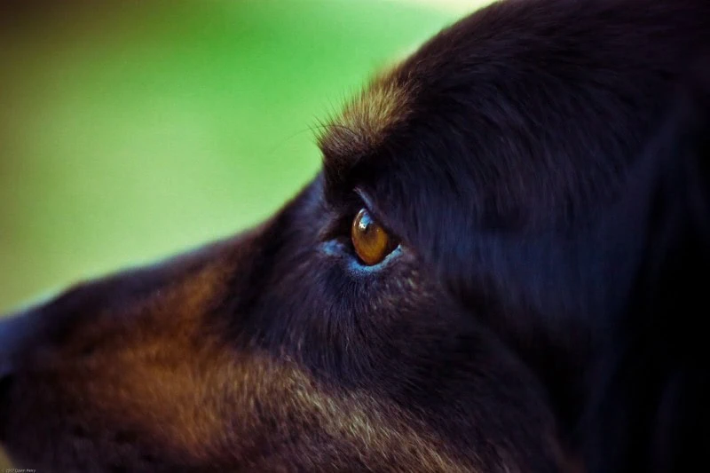 A Better Brand Of Food For My Pup & Yours with #AvoDermNatural