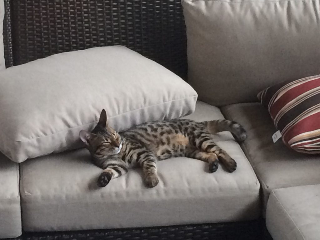 4 Surprising Things You Did Not Know About Bengal Cats bengal cat napping on couch