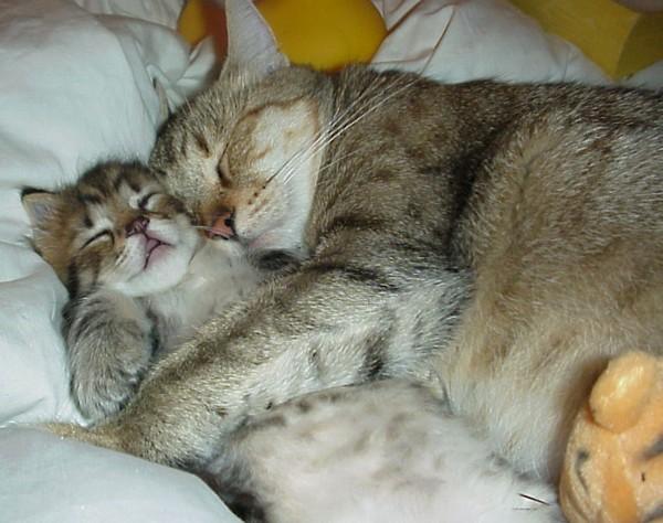 cats cuddling