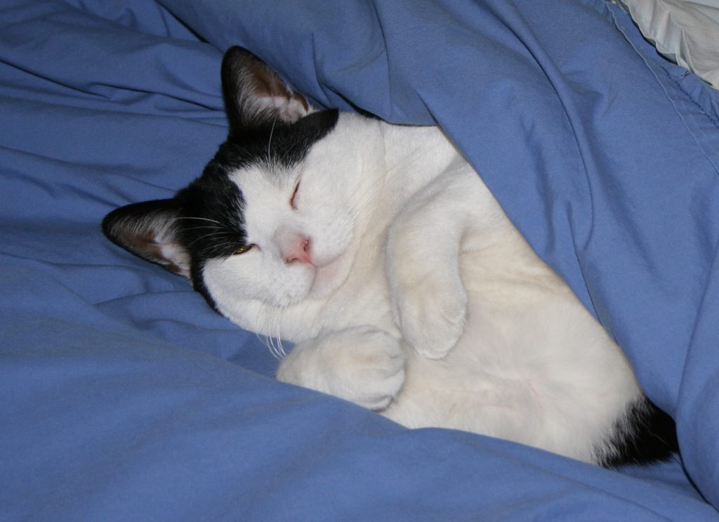 good sleep means getting to bed at a decent time everyday