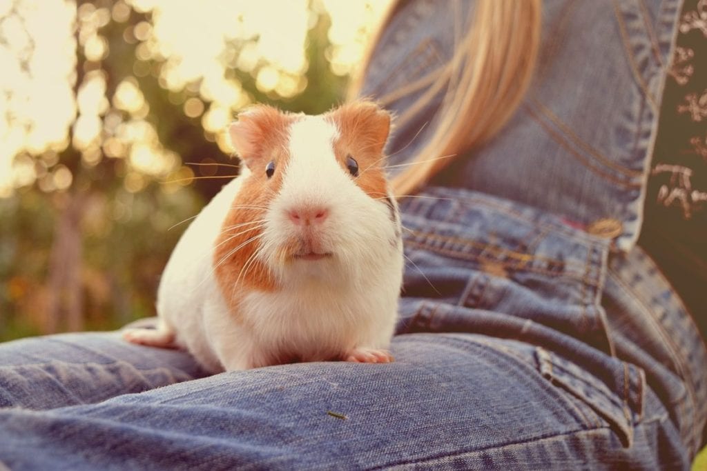 adopting guinea pig as a pet