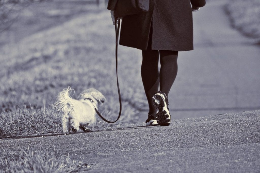 taking the dog to a walk