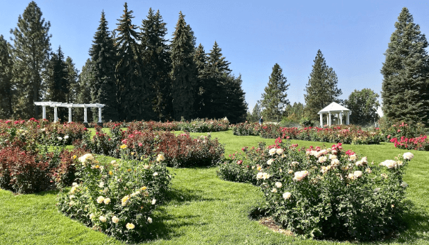 rose garden at manito park in spokane, washington