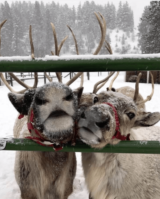 Leavenworth Reindeer Farm reindeer at Leavenworth, Washington in the winter