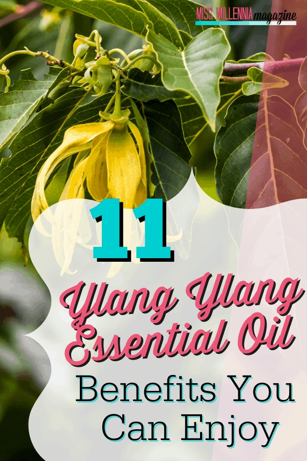11 Ylang Ylang Essential Oil Benefits You Can Enjoy 11 Ylang Ylang Essential Oil Benefits You Can Enjoy