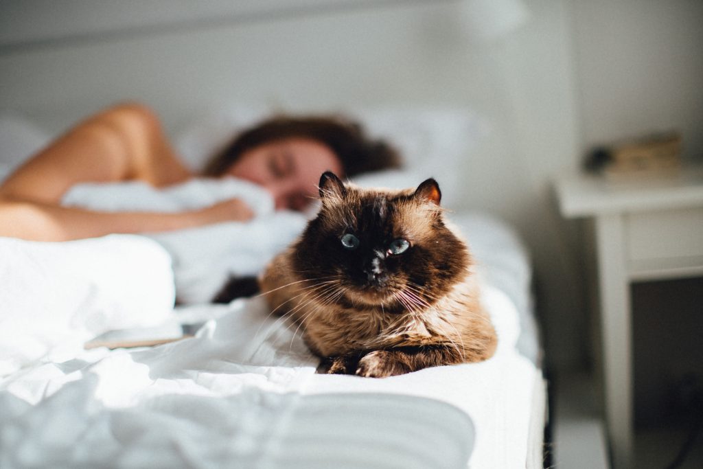 A woman and a brown cat hanging out in bed