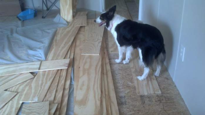 Amazing 2007 Fleetwood manufactured home makeover (layla the dog laying on plywood floor)