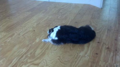 Amazing 2007 Fleetwood manufactured home makeover (layla the dog laying on plywood floor)