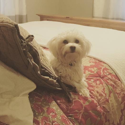 1979 single wide remodel - cute dog enjoying the new single wide