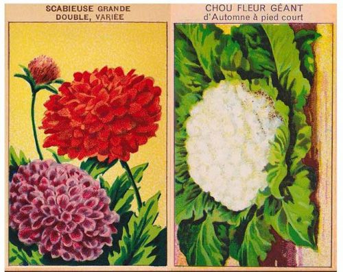 Free Seed Packet Covers - great wall art on a budget
