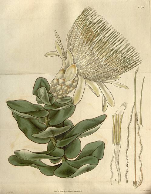Free Vintage botanical illustrations - wall art on a budget