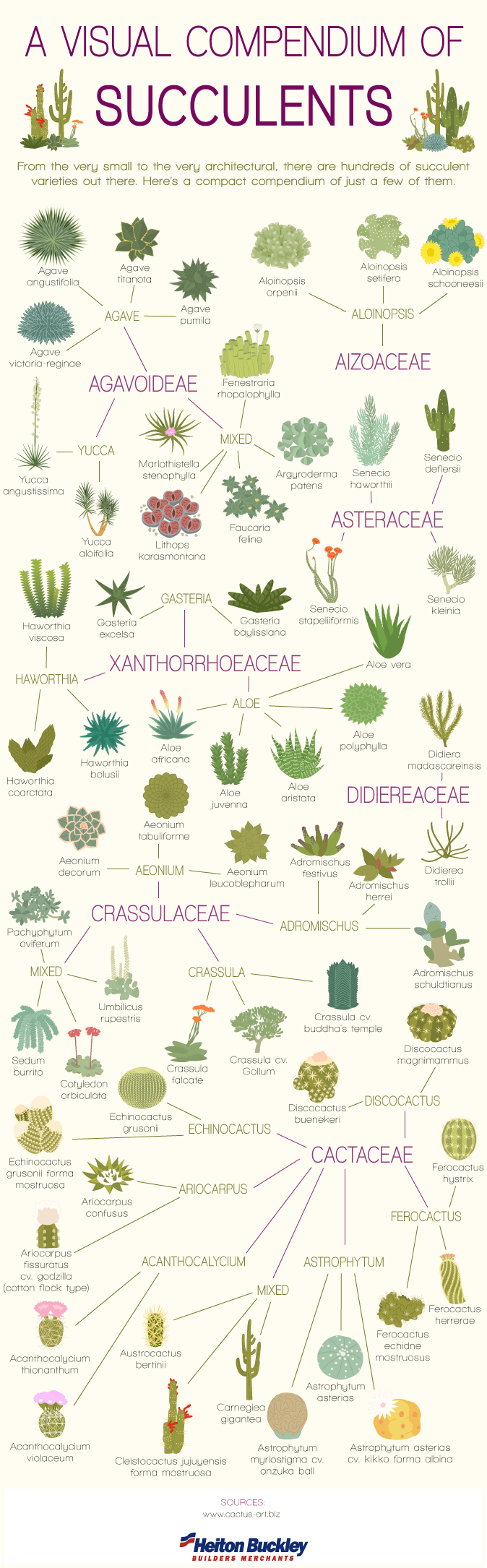 Visual-Comendium-of-Succulents-V2