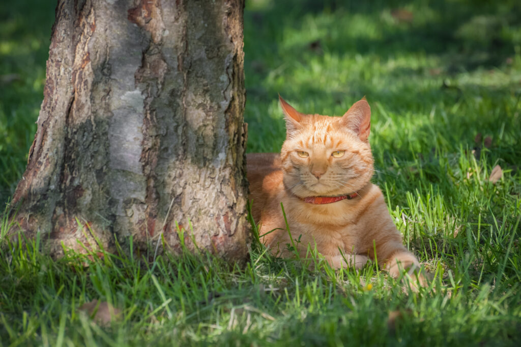 cat under shade tree