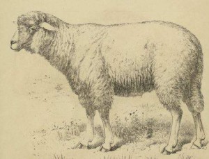 free sheep printable