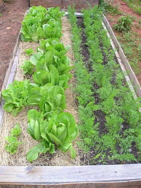 raised bed gardening - manufactured homesteading 