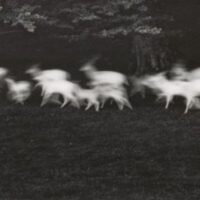 A szarvassá változott fiú