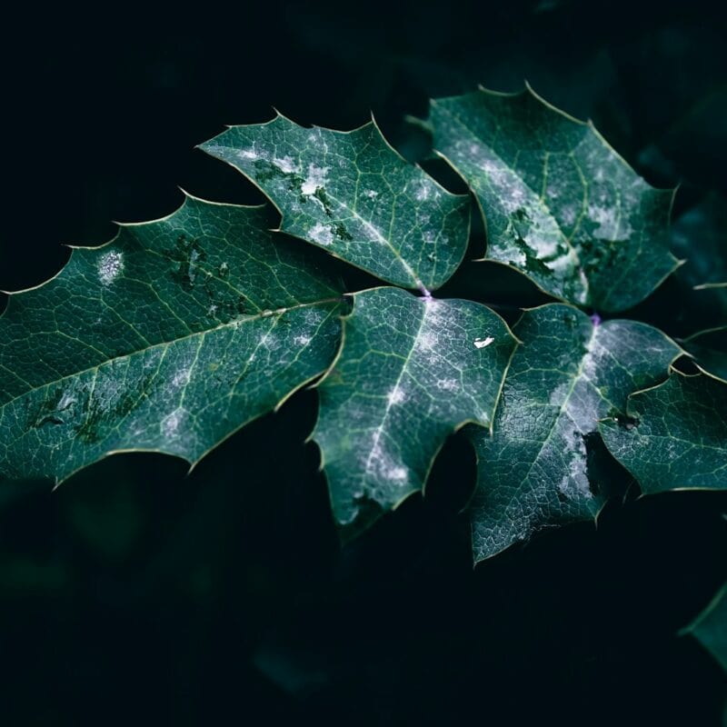 a close up of a green leaf on a black background