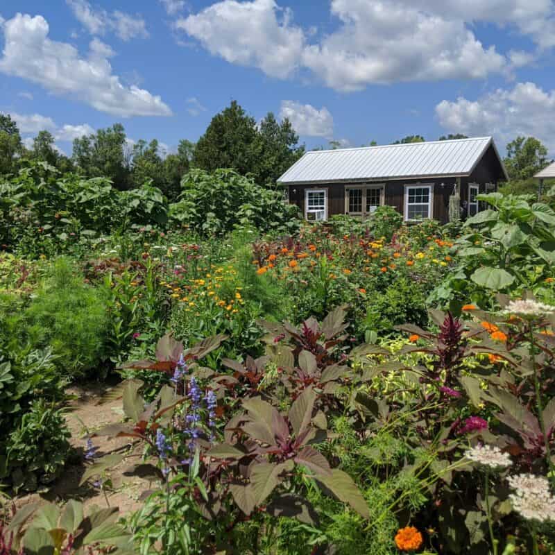 a field full of flowers and a building in the background