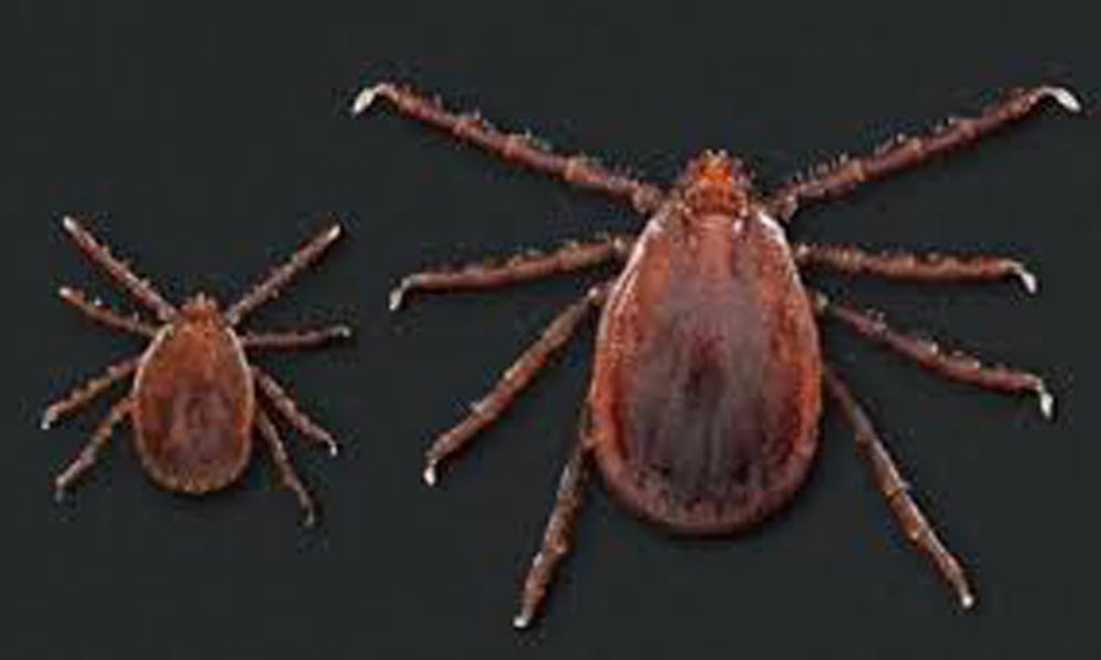 Two ticks of different sizes on a dark background, examined by a veterinarian to showcase the varying stages of engorgement and anatomical details of their legs and body.