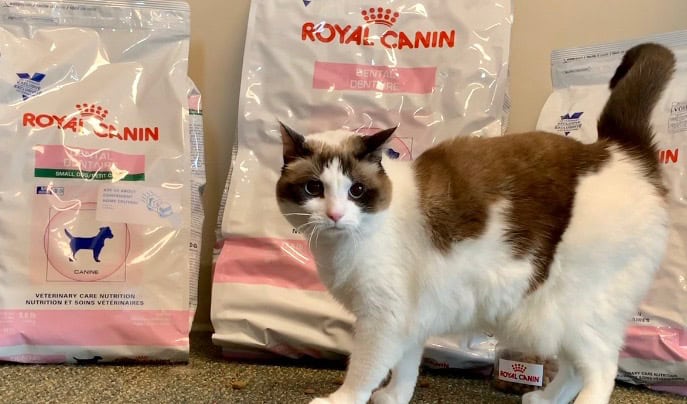cat diet