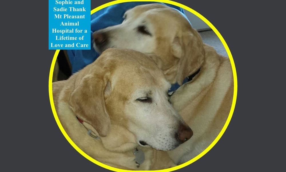 Two older Labrador retrievers, one yellow and one cream, resting their heads together inside a yellow circle, with text thanking the Mt Pleasant animal hospital and their veterinarian.