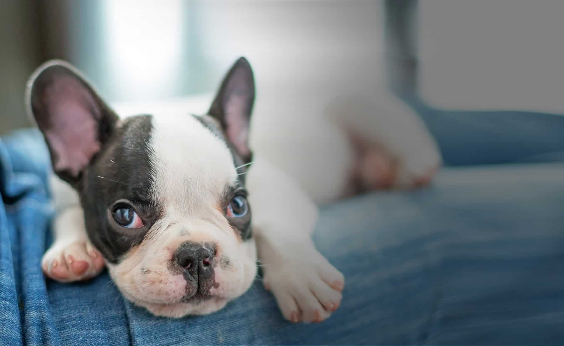 A French bulldog puppy resting its head on a blue blanket, with a blurry veterinarian in the background. The puppy has a black and white coat and expressive eyes.