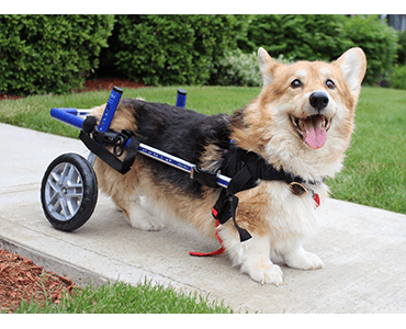 A happy corgi with a disability using a wheeled mobility harness provided by a veterinarian to move around on a sidewalk, surrounded by grass.