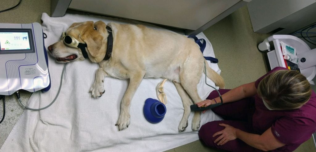 after surgery pet laser therapy pain reduction