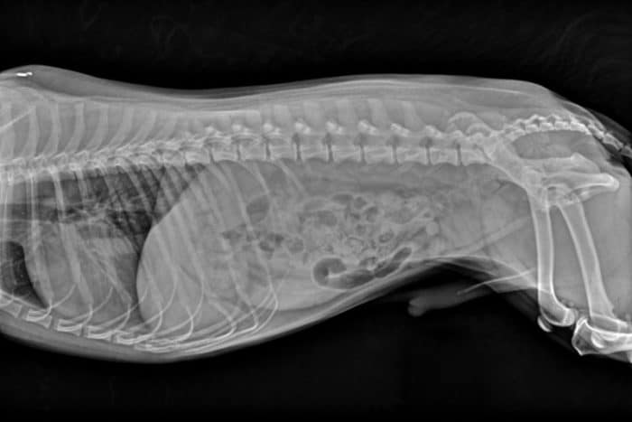 stomach xray mount pleasant sc 700x467 1