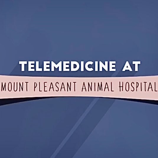 Text on a curved banner reads "telemedicine at Mount Pleasant Animal Hospital" with a vet logo against a blue background.