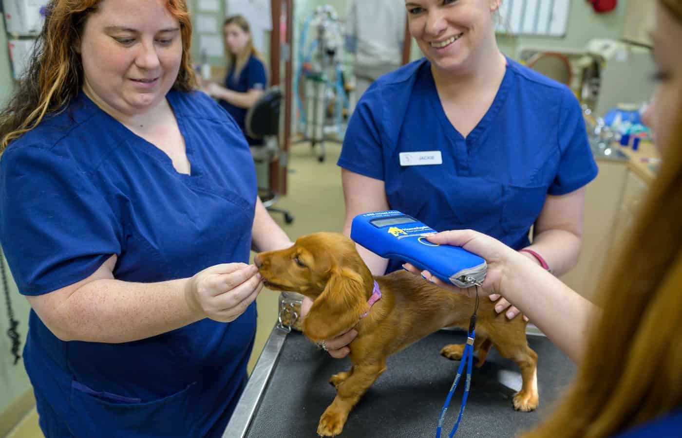 Two veterinarians in blue scrubs using a handheld device to scan a brown dachshund puppy's microchip, while another vet assists in a veterinary clinic.