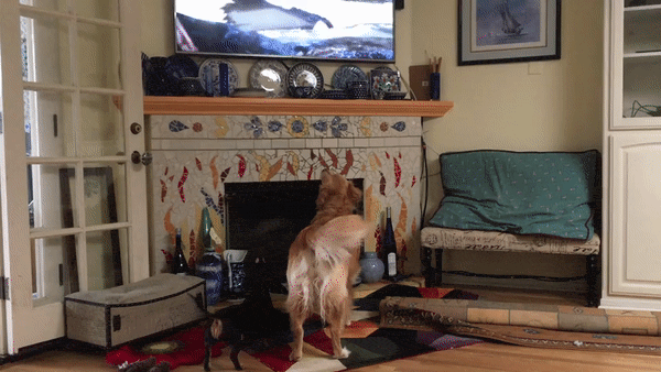 Jackie Compta, DVM GIF