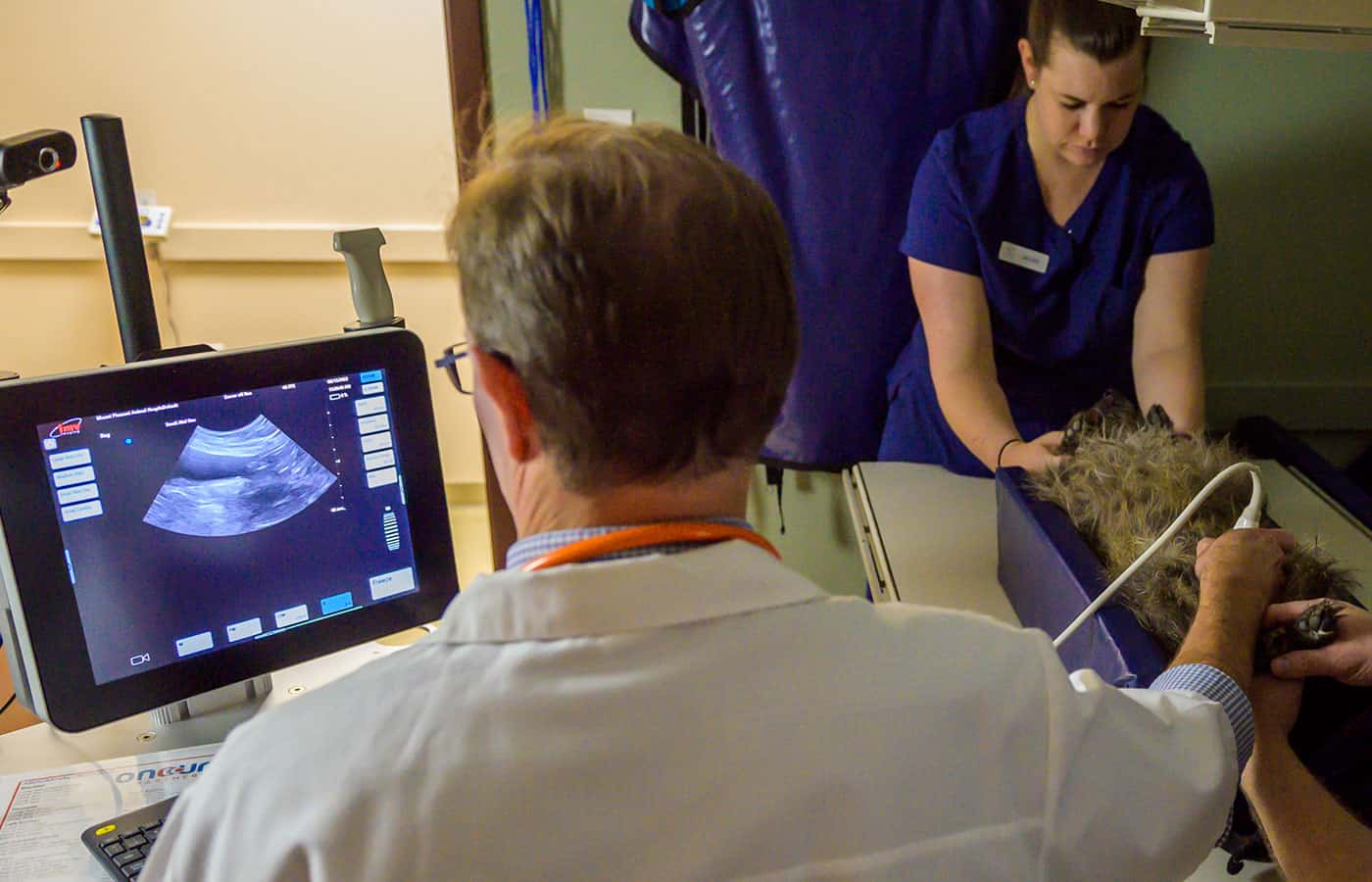 A vet and an assistant performing an ultrasound on a dog, with the ultrasound image visible on the screen in a clinic setting.