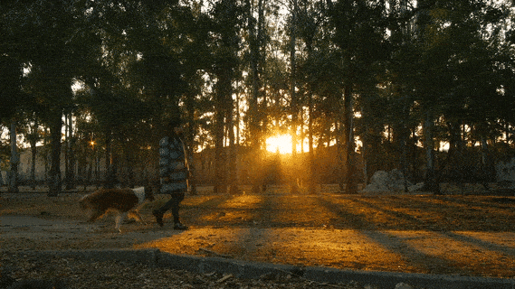 Janette Blackwood, DVM GIF