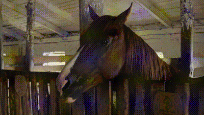 Laura Shuler, DVM GIF