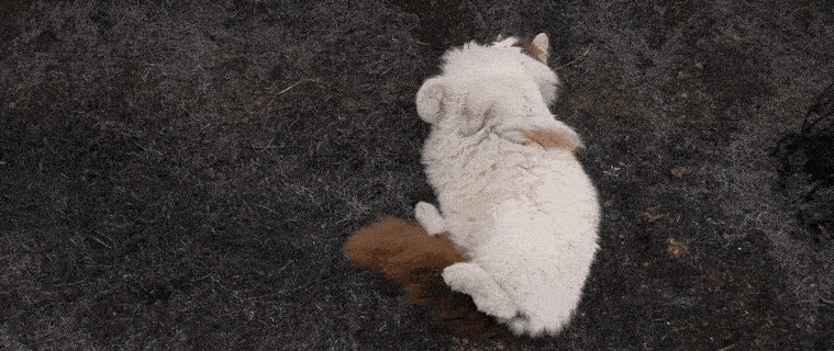Leslie GIF