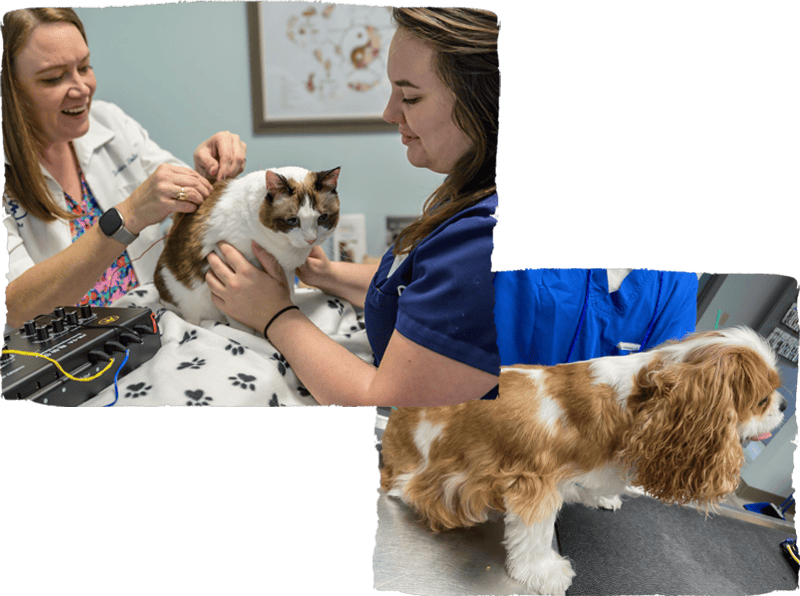 Acupuncture Services Dog 