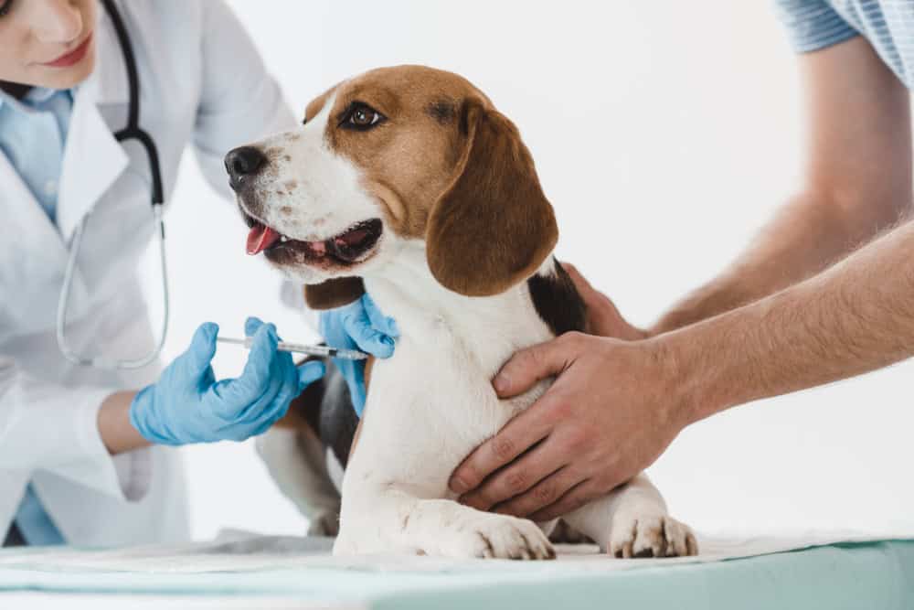A beagle sits on a table being comforted by a male owner while a female vet administers a vaccination.