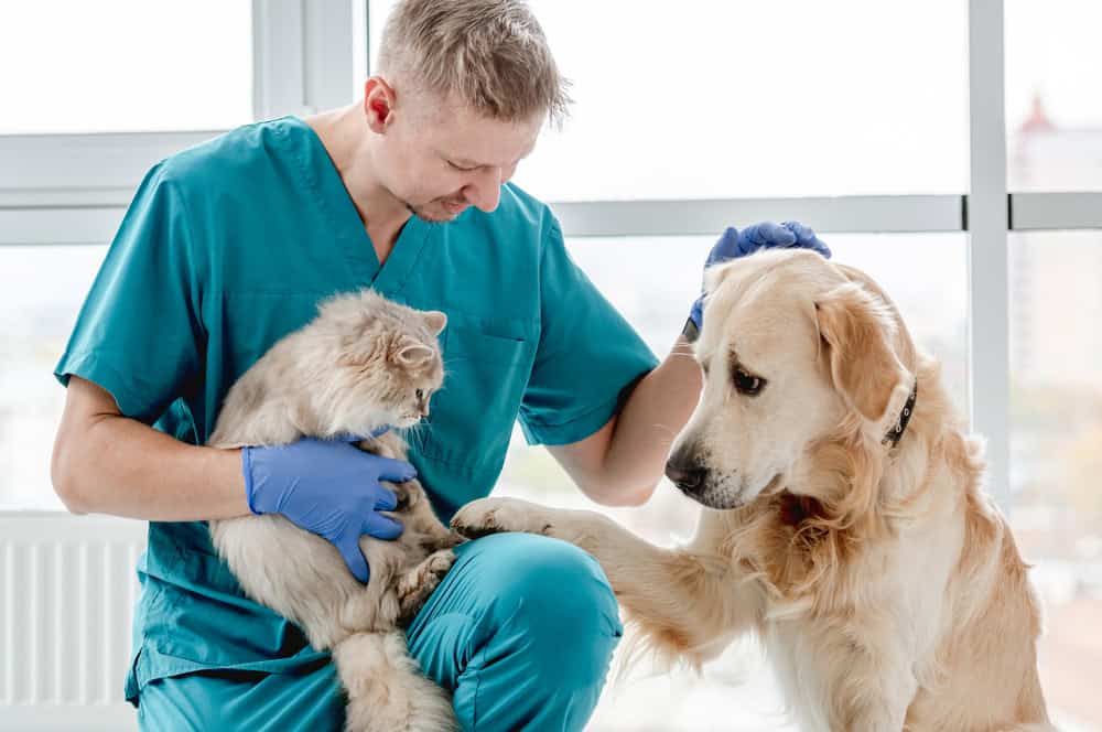 A vet in blue scrubs examining a cat while a golden retriever looks on attentively in a brightly lit clinic room.