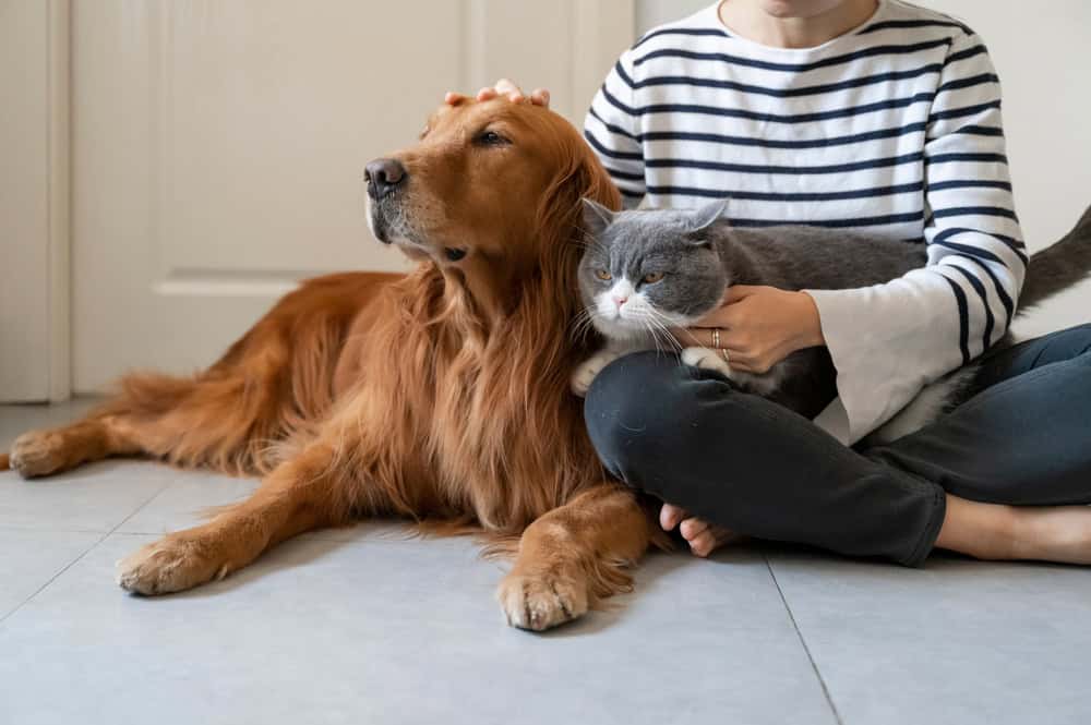 A veterinarian in a striped shirt sits on the floor, petting a golden retriever and a gray cat. The dog looks away thoughtfully while the cat appears calmly nestled against the woman.