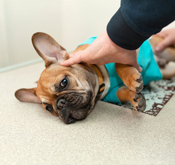 Relaxed Dog | PennHip xrays for dogs in Mt Pleasant SC | Mount Pleasant Animal Hospital SC