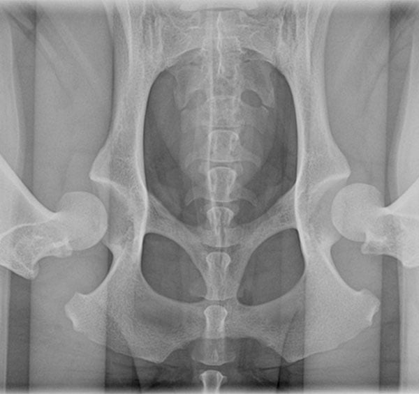 Canine Hip Xray | PennHip xray for dogs in Mt Pleasant SC | Mount Pleasant Animal Hospital SC