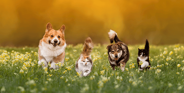 Two dogs and two cats run through a sunlit field of yellow flowers. The tan corgi and brown mixed-breed dog are joined by a fluffy orange-and-white cat and a black-and-white cat, all appearing joyful in the vibrant, green grassy landscape.