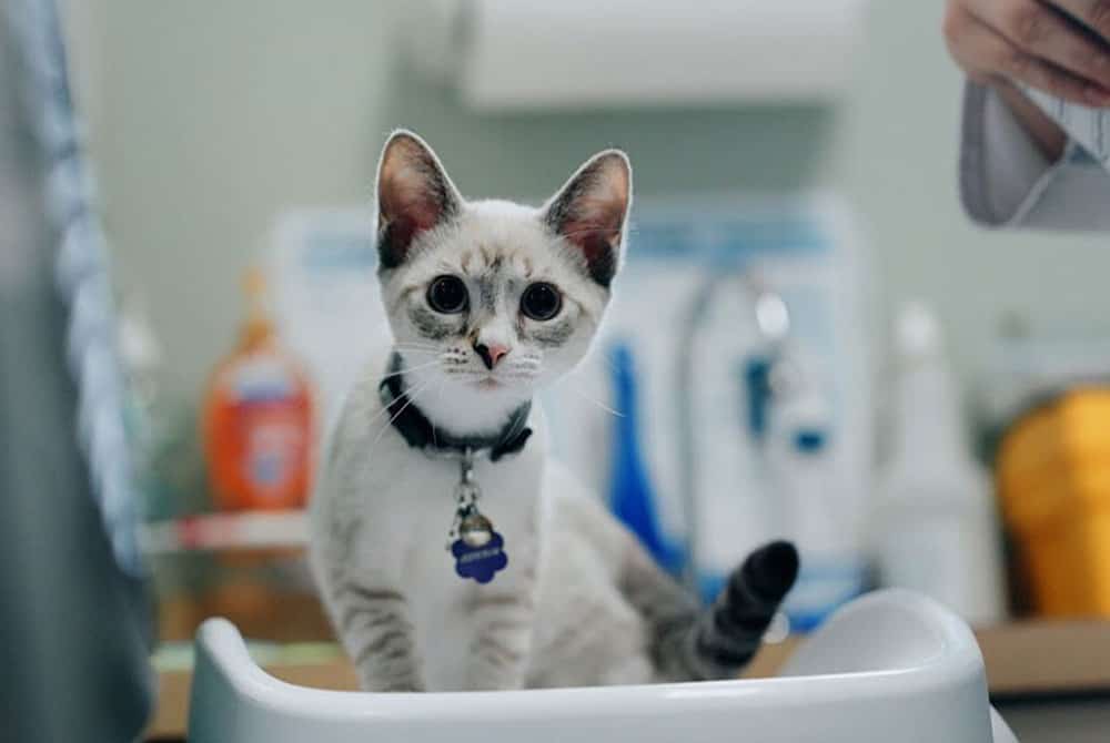Kitten on scale | Pre-Adoption Vet Appointment | Mount Pleasant Animal Hospital | Mount Pleasant SC
