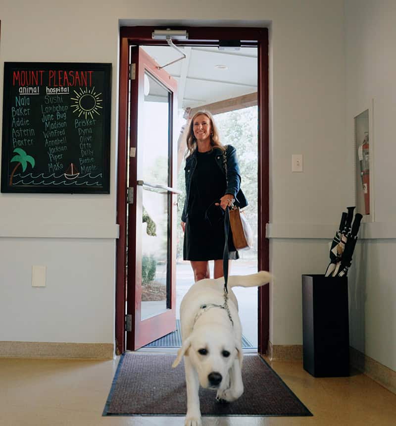Walking Into Veterinary Hospital | Vet In Mount Pleasant SC | Mount Pleasant Animal Hospital