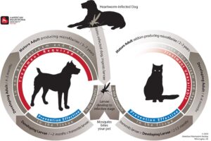 HW Life Cycle