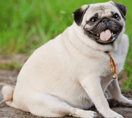 Obese pug sitting on a sidewalk | Obesity in dogs and cats | Mount Pleasant Animal Hospital | Mount Pleasant SC