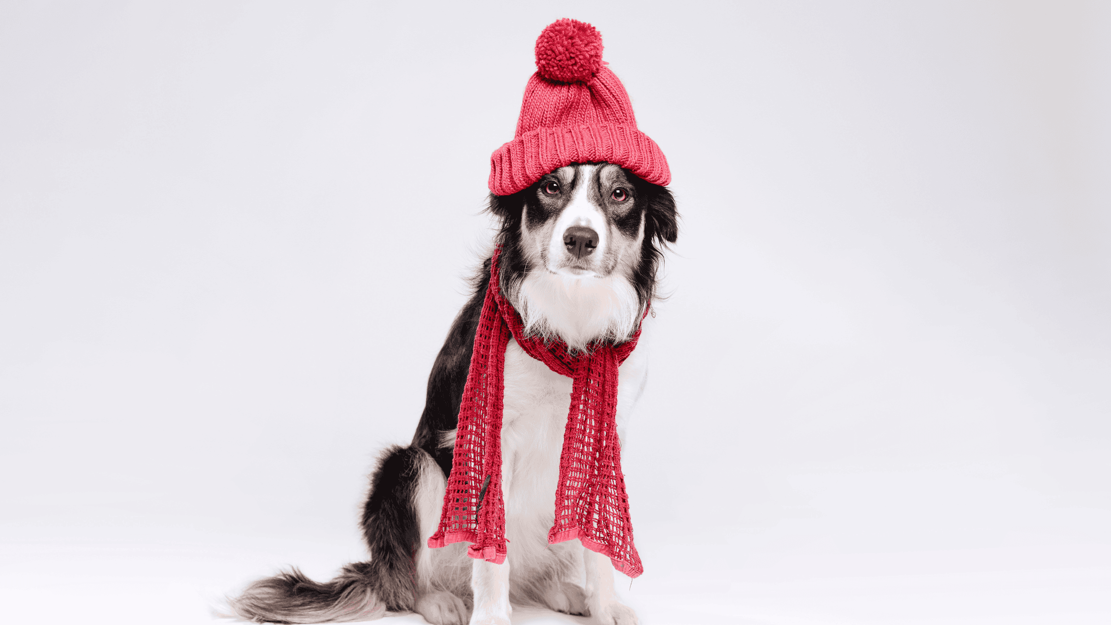 cold weather safety for pets