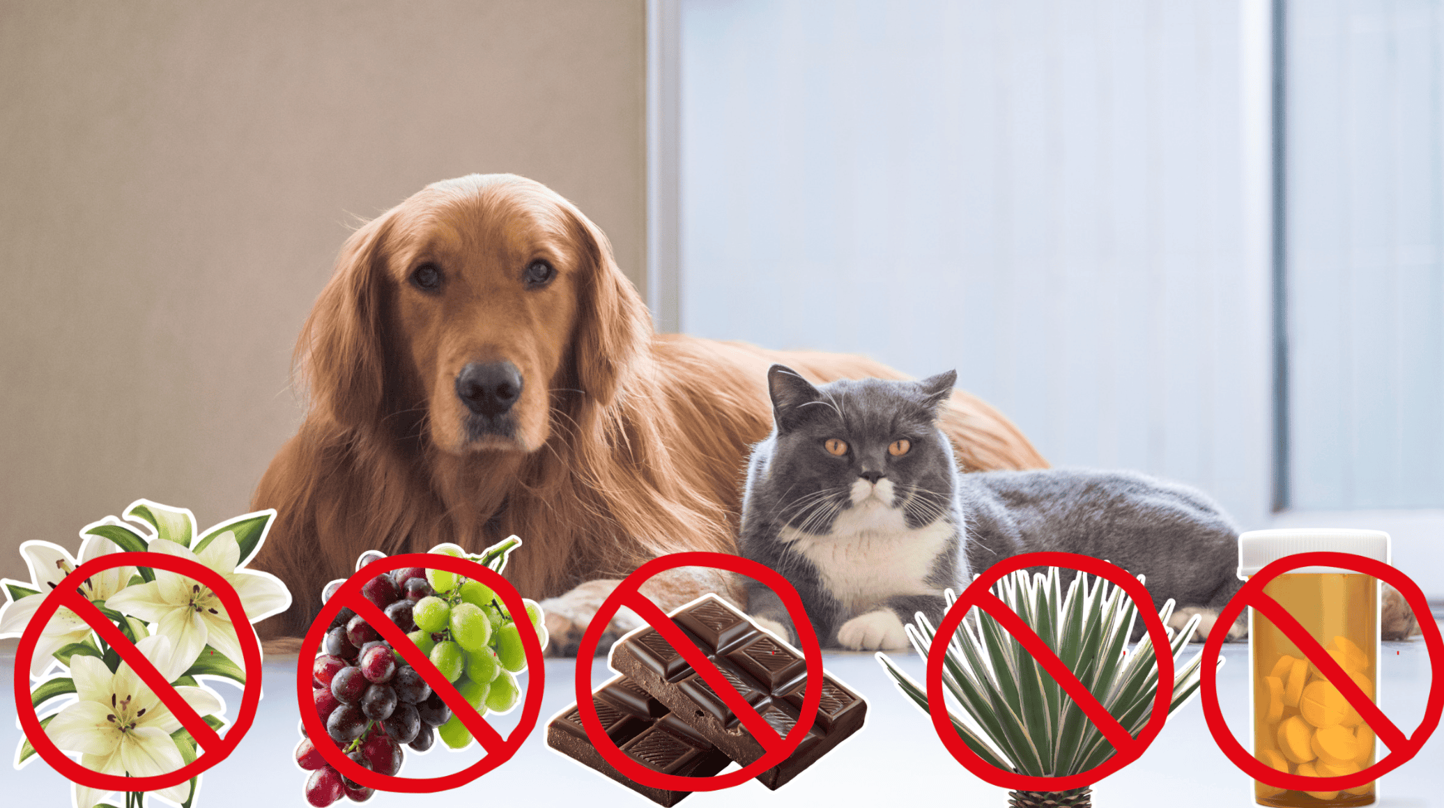 Dog and cat with possible poisonous items around them marked out | Cat and Dog Poison Prevention | Mount Pleasant Animal Hospital | Mount Pleasant SC